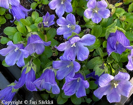 Campanula dasyantha 'Suberba', jalokivikello